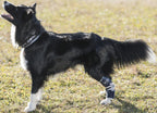 Balto Flexor - nastavitelná ortéza hlezenního kloubu