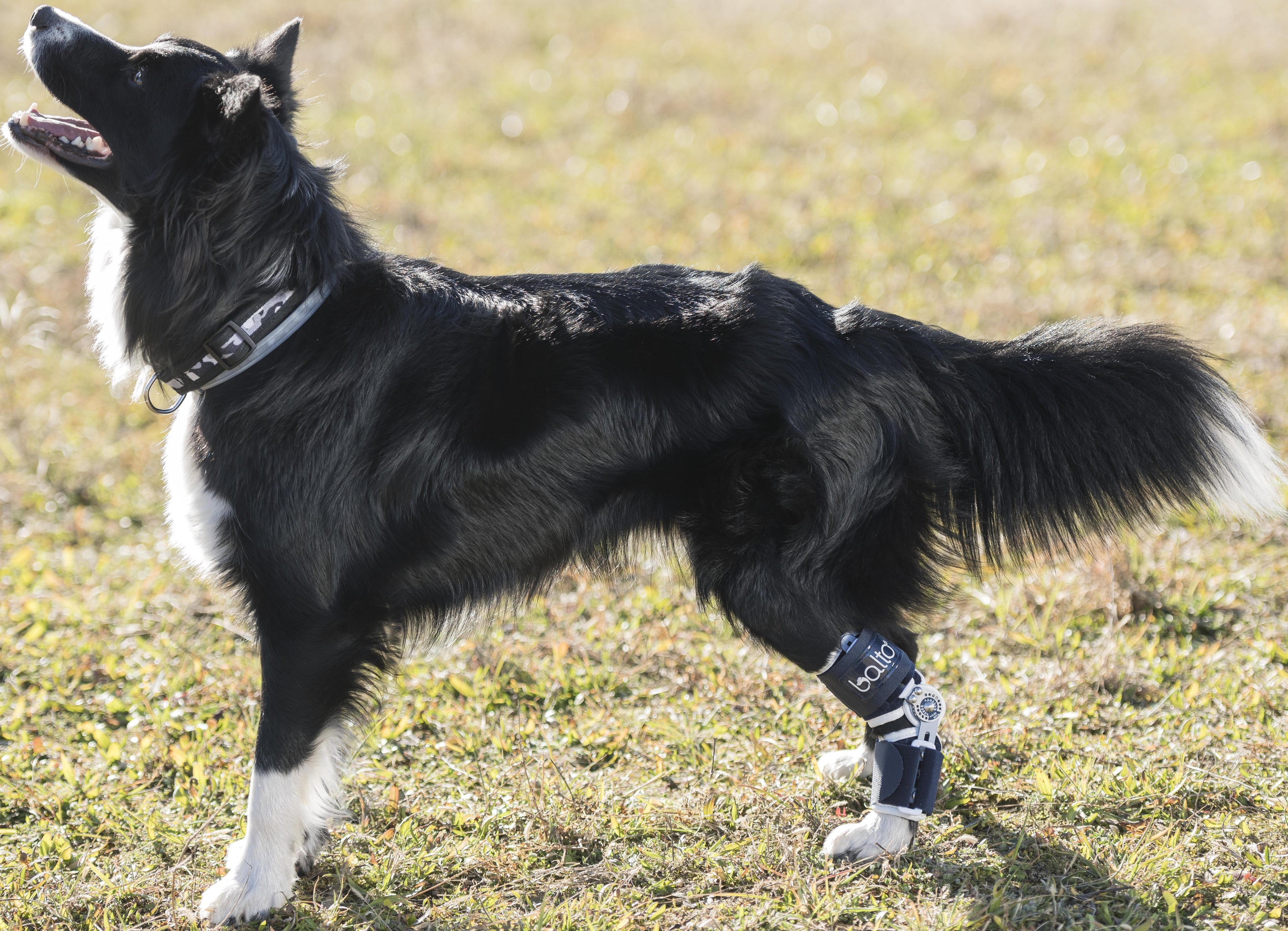 Balto Flexor - nastavitelná ortéza hlezenního kloubu